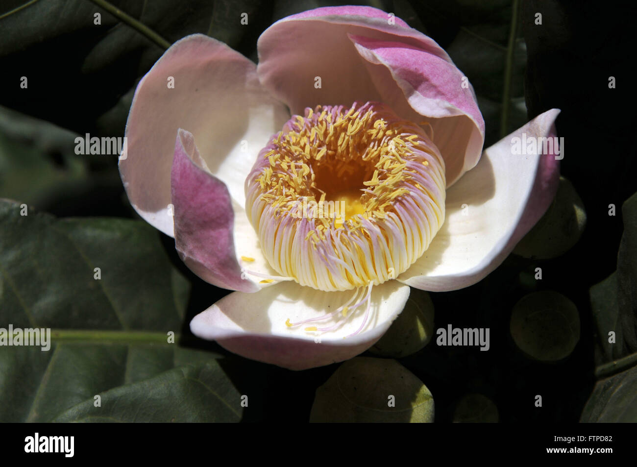 Detail of flower genipap - American Genipa Stock Photo
