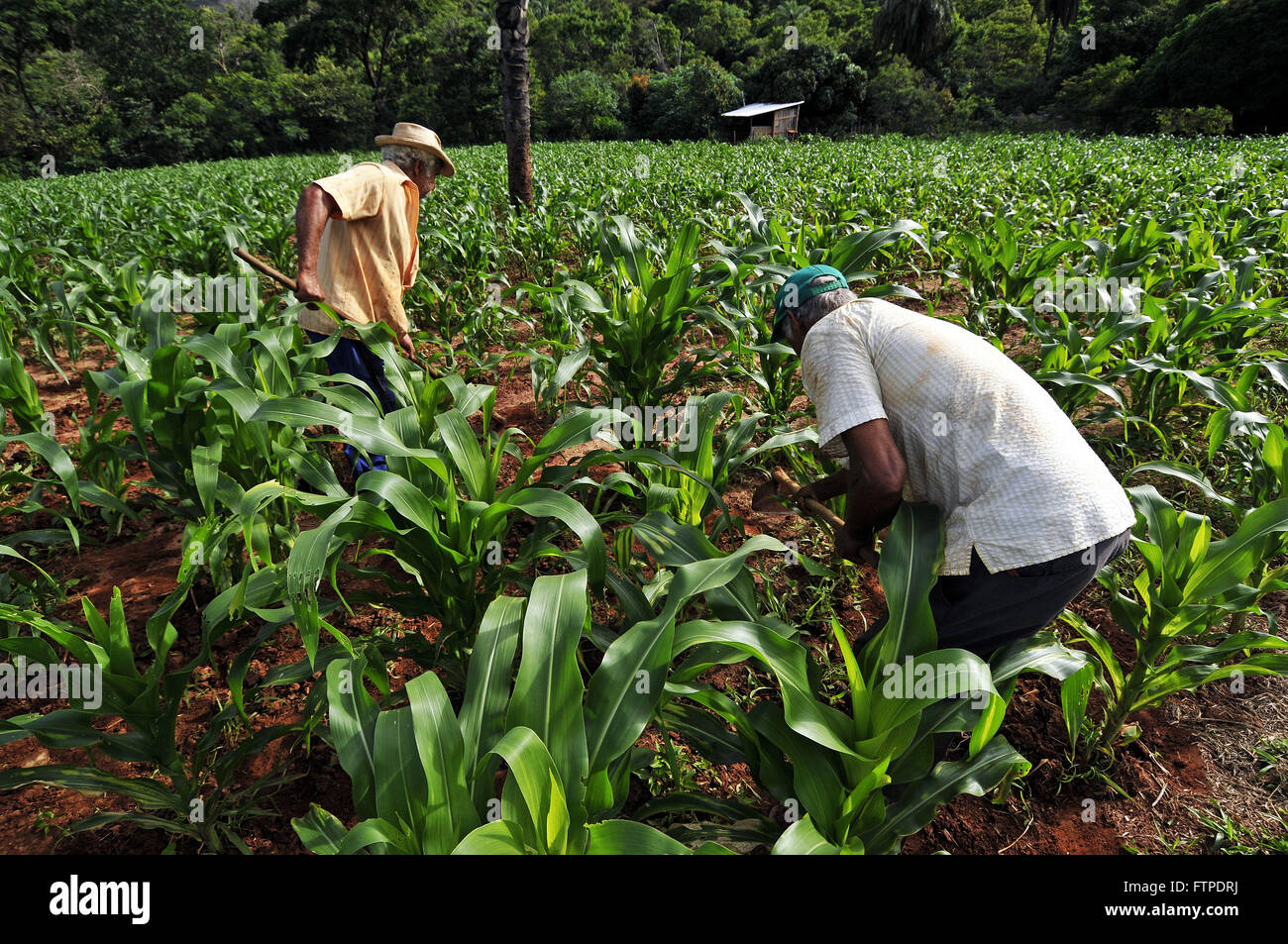 Brazil in the 60s hi-res stock photography and images - Alamy