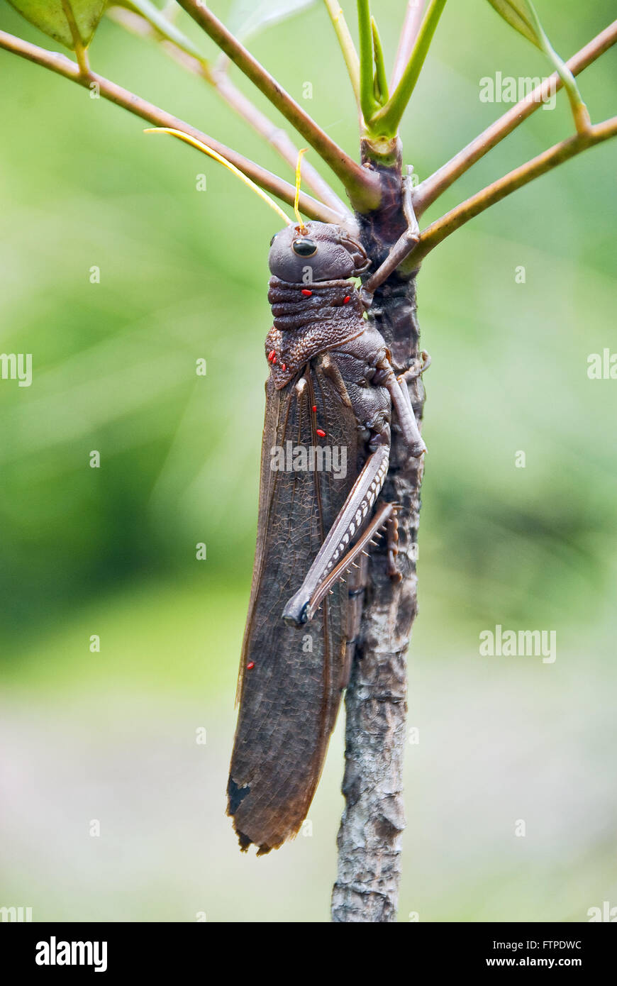 Grasshopper in the cerrado vegetation Stock Photo