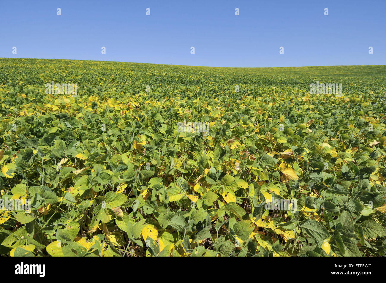 Soy plantation hi-res stock photography and images - Alamy
