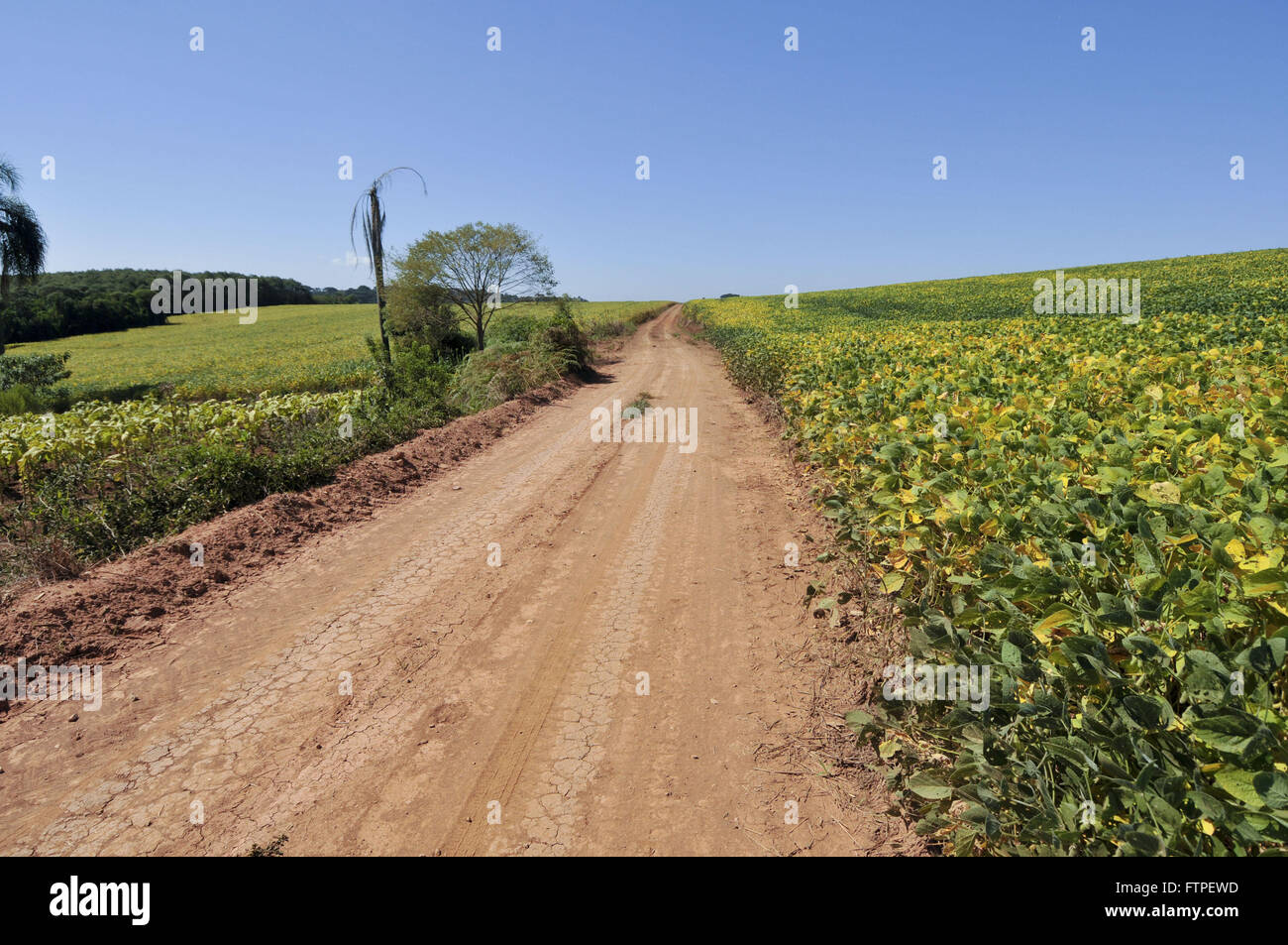 Dirt road and soy plantation in the countryside Stock Photo