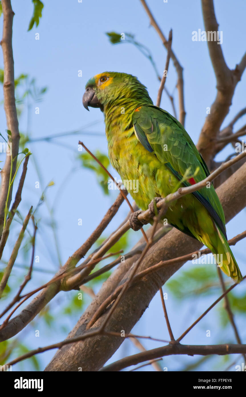 True Parrot - endangered species - Amazon aestiva Stock Photo