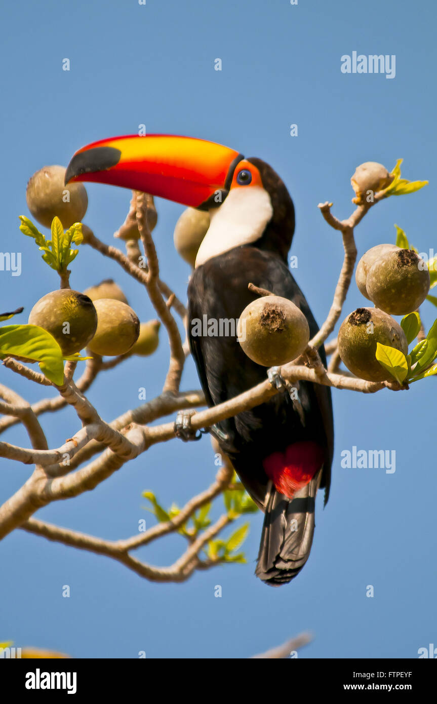 Tucano in genipap with fruits in Pantanal - Ramphastos toco Stock Photo