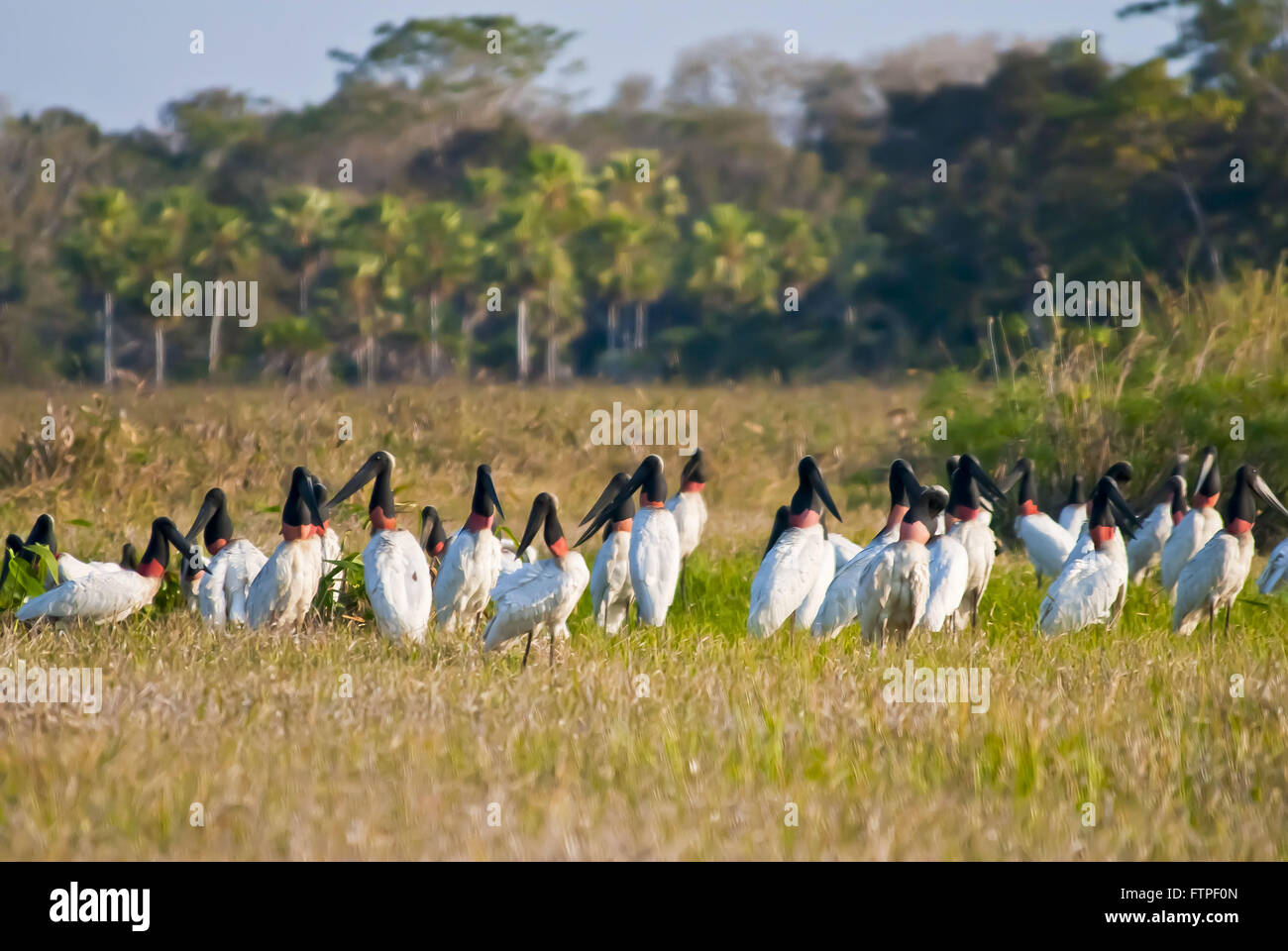 Flock of storks bird symbol of the Pantanal - Pantanal Sul - Jabiru Mycteria Stock Photo
