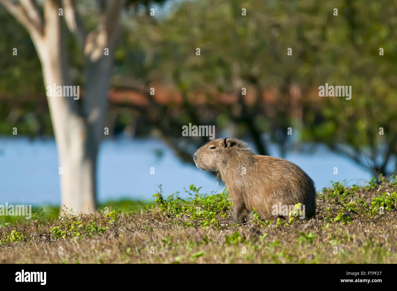 Capybara in Pantanal - Hydrochoerus Hydrochaeris Stock Photo