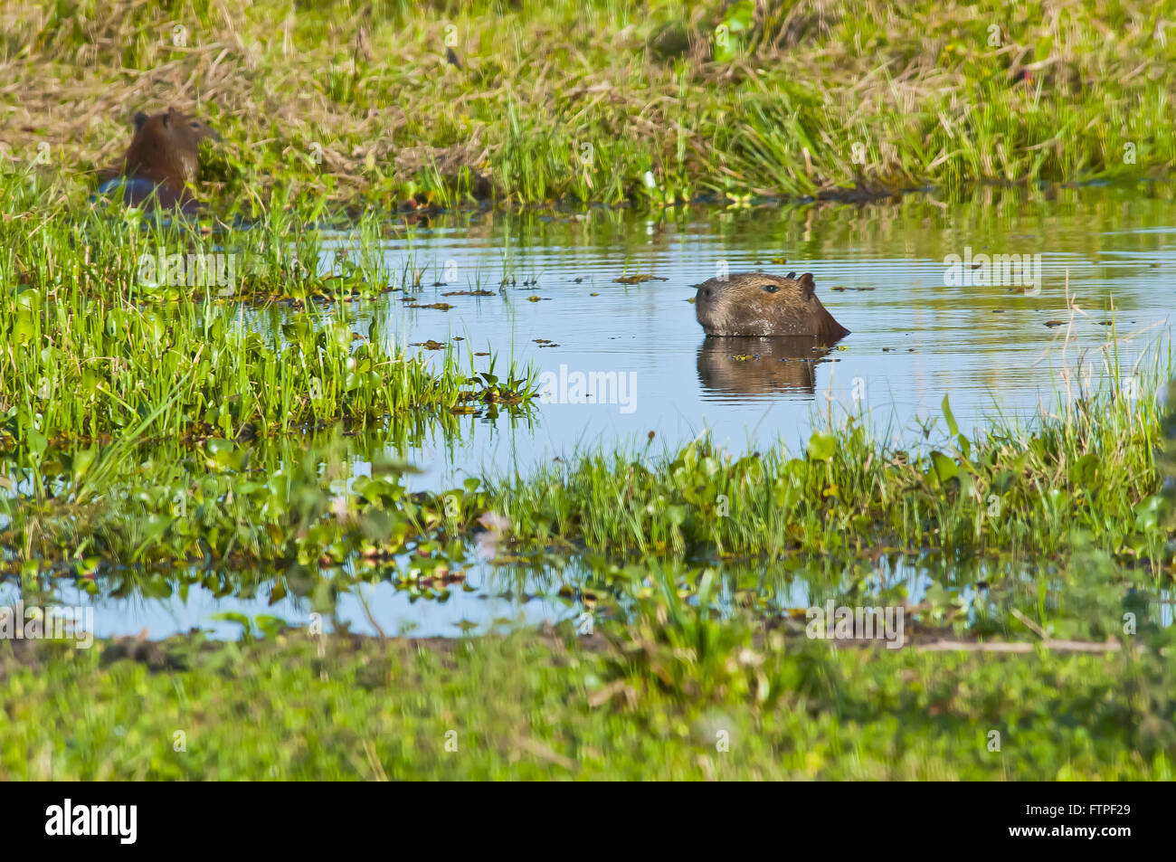 Capybara in the area bathed in the Pantanal - Hydrochoerus Hydrochaeris Stock Photo