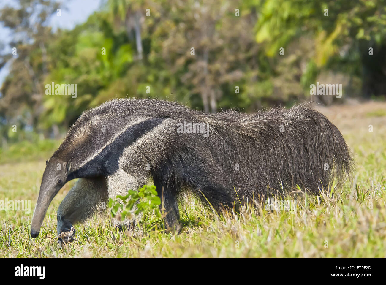 Anteater - threatened animal extinction - Myrmecophaga tridactyla Stock Photo
