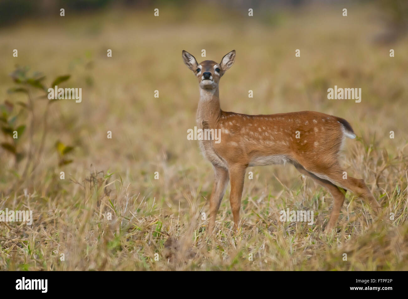 Young pampas deer in the Pantanal - Ozotoceros bezoarticus Stock Photo