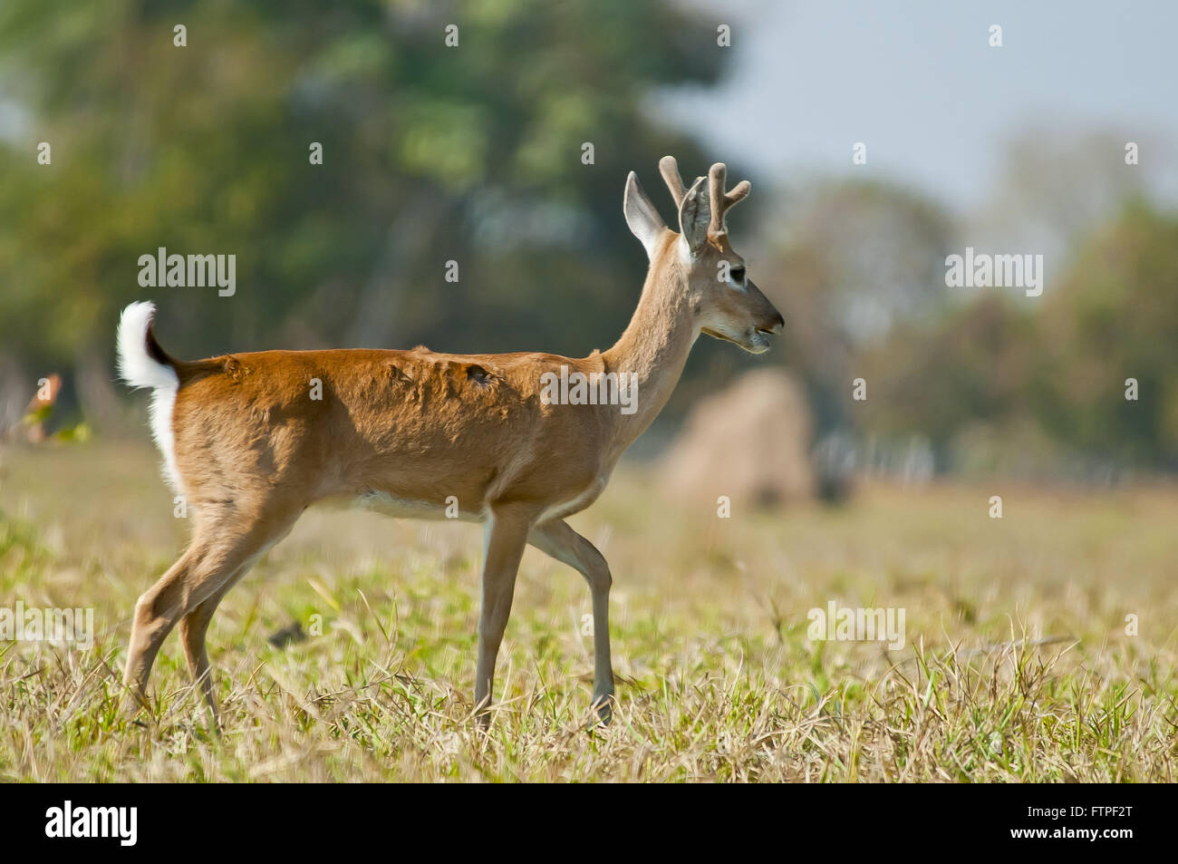Pampas deer in the Pantanal - Ozotoceros bezoarticus Stock Photo