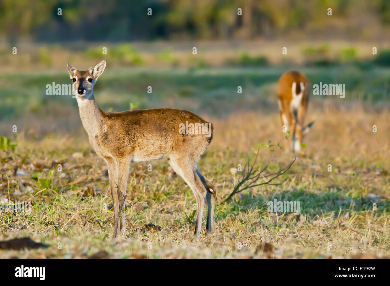 Pampas deer in the Pantanal - Ozotoceros bezoarticus Stock Photo
