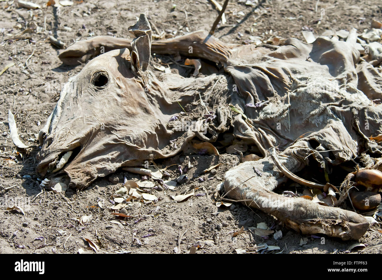 Desiccated carcass of dead cow - South Pantanal Stock Photo