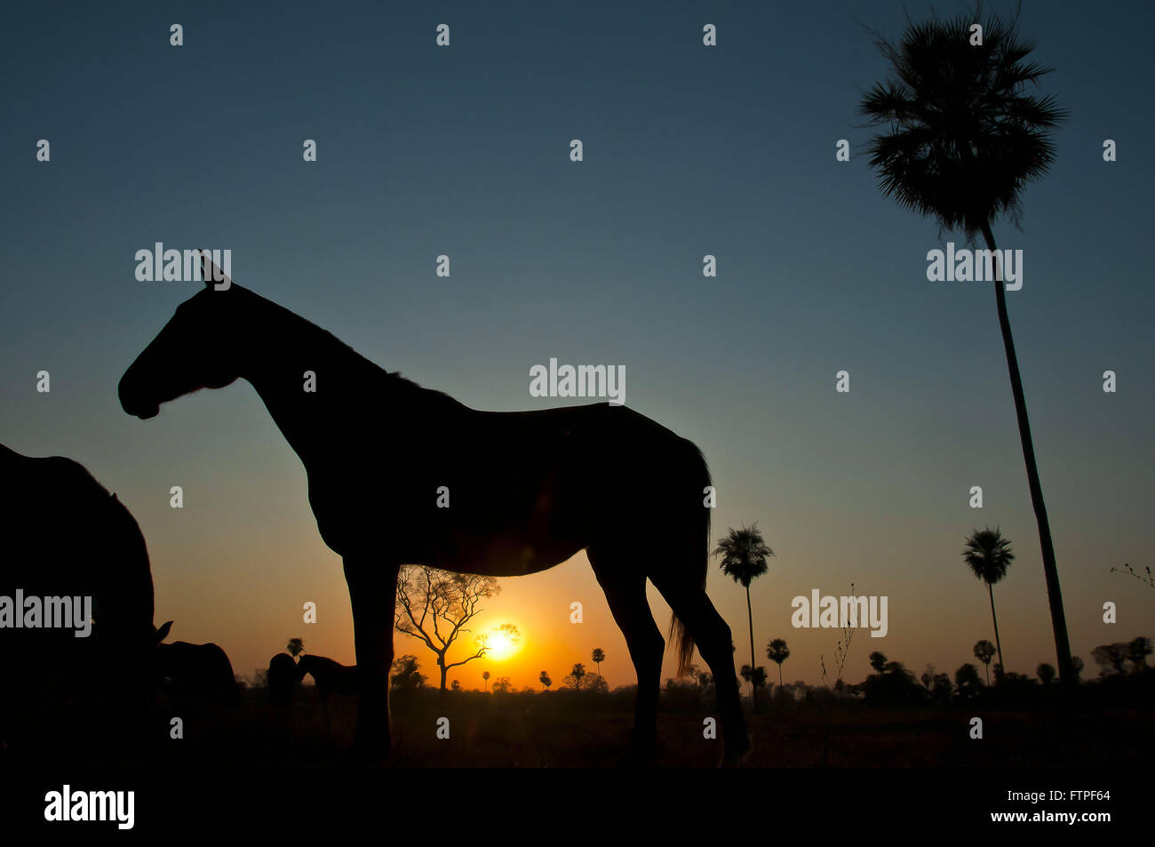 Silhouette of horse Pantanal birth sunset in the Pantanal South Stock