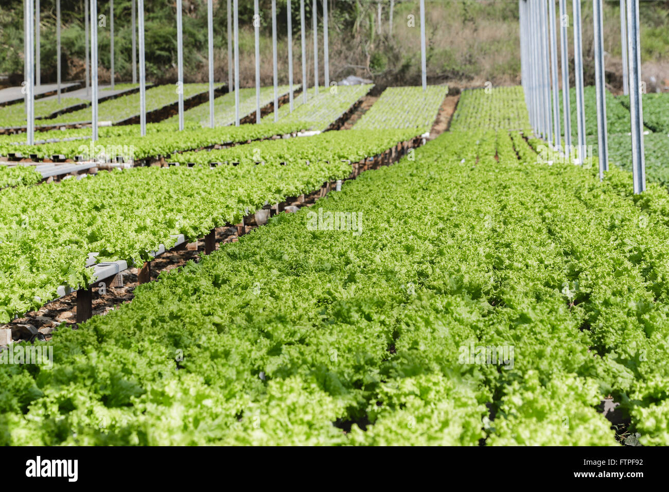 Hydroponic cultivation of curly lettuce in a farm Stock Photo Alamy