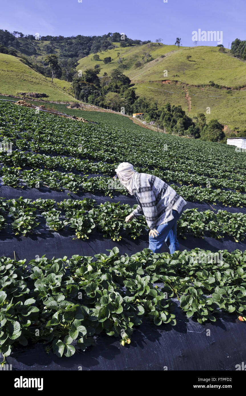 Plantation of strawberries in the rural town of Stowage - southern region of Minas Gerais Stock Photo