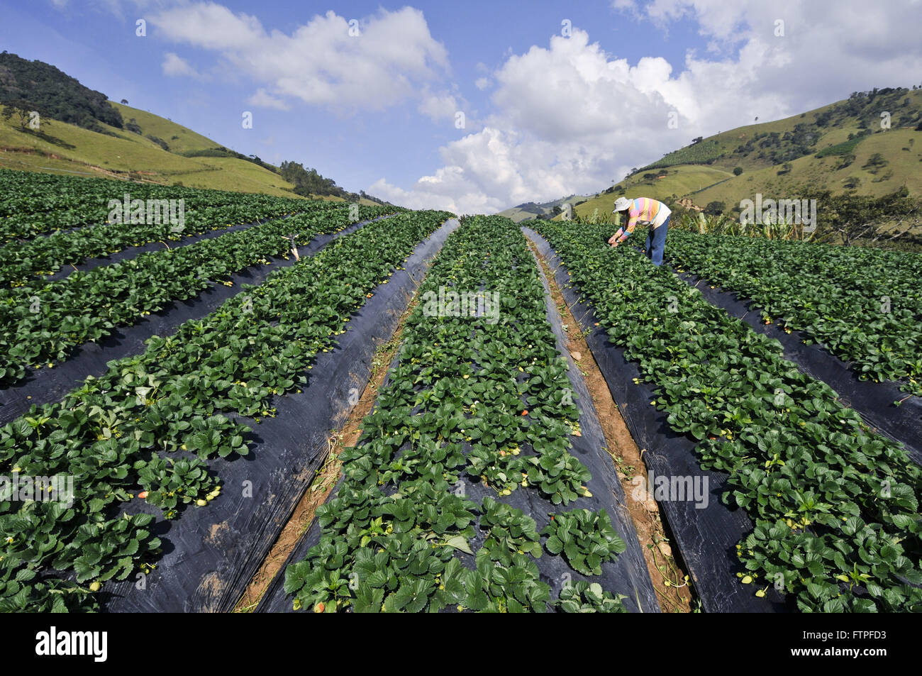 Plantation of strawberries in the rural town of Stowage - southern region of Minas Gerais Stock Photo