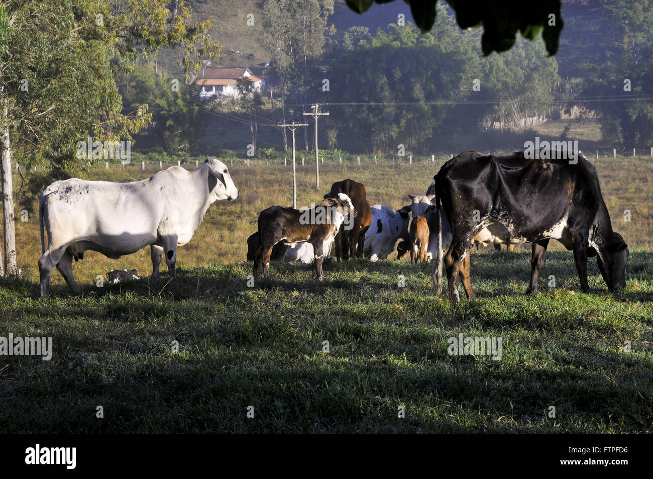 Dairy cattle in rural Cantagalo neighborhood Stock Photo