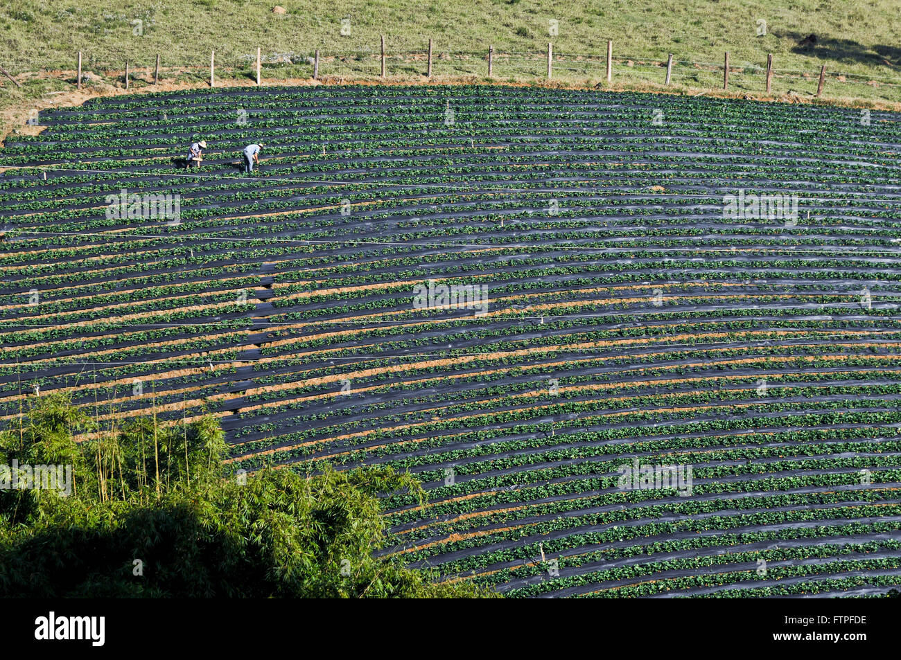 Plantation of strawberries in the rural town of stumps of Moji - southern region of Minas Gerais Stock Photo