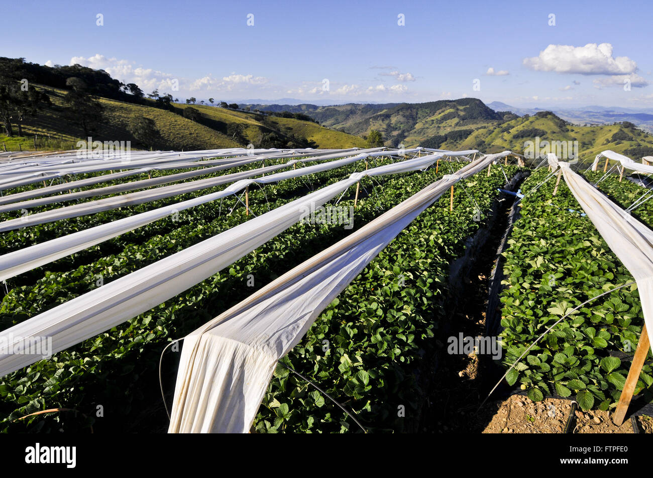 Plantation of strawberries in a rural town Stowage - south of Minas Gerais Stock Photo