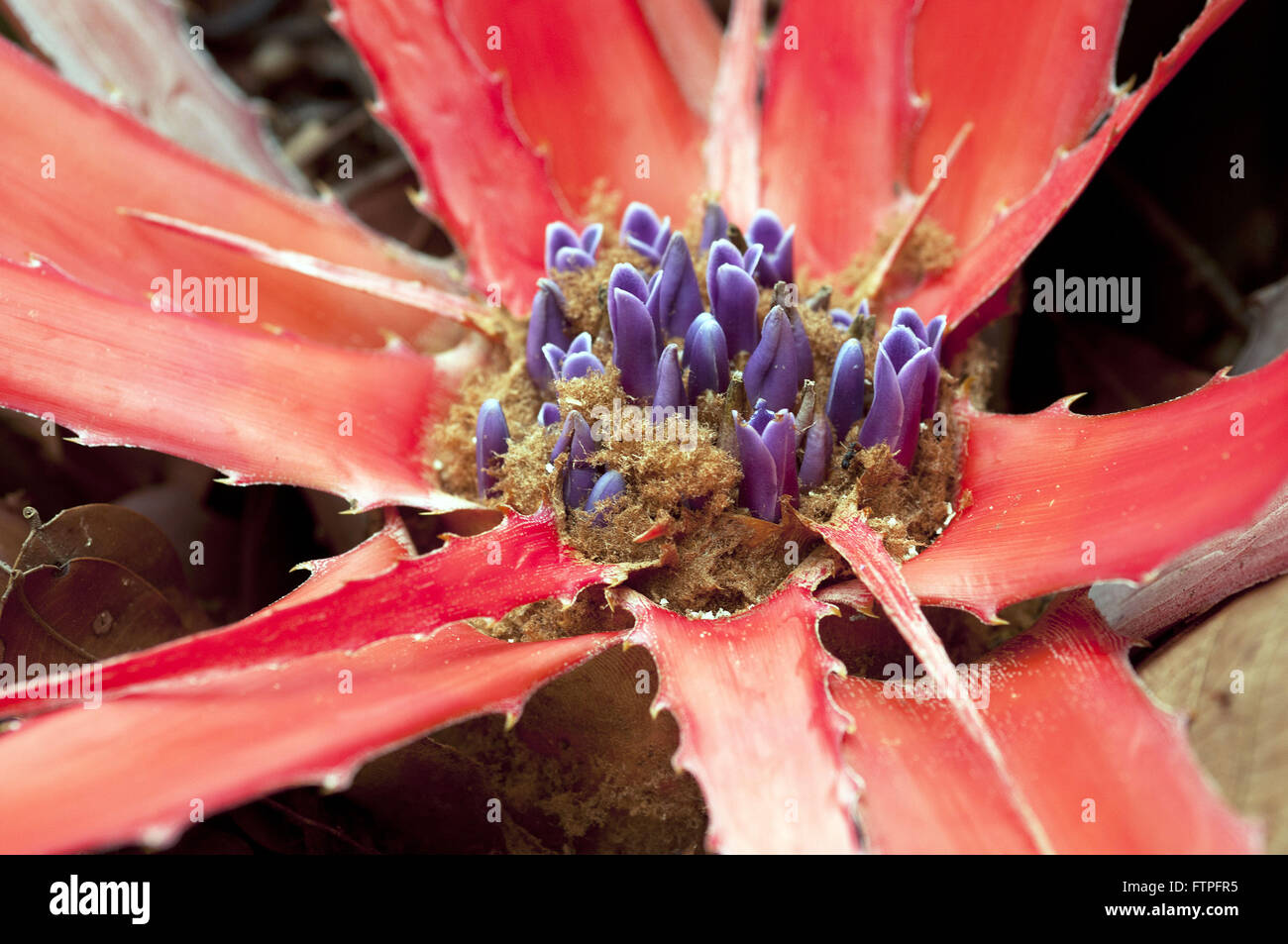 Flower bromeliad in the savannah - Ecological Sanctuary of Pedra Caida Stock Photo