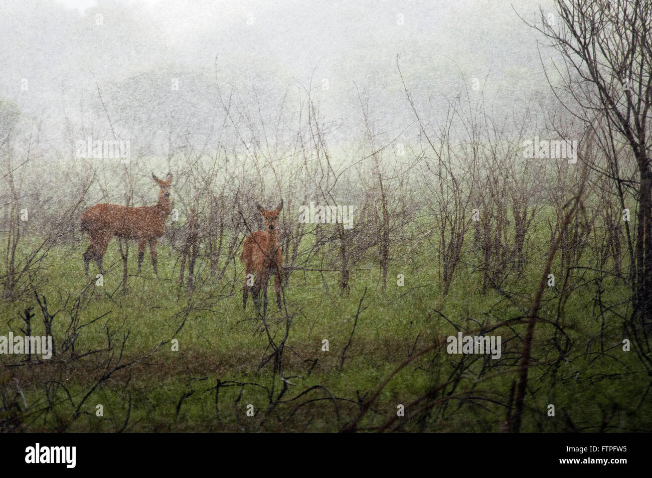The marsh deer - dichotomus Blastocerus - Araguaia National Park Stock Photo