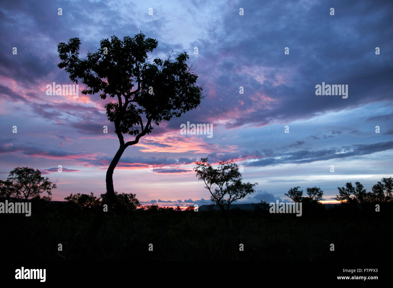 Savanna tree hi-res stock photography and images - Alamy