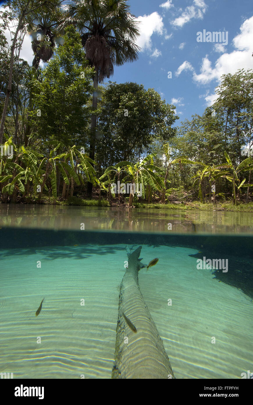Fervedouro - State Park Jalapao Stock Photo