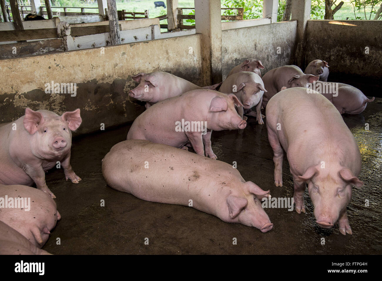 Creation of pigs in rural area Stock Photo