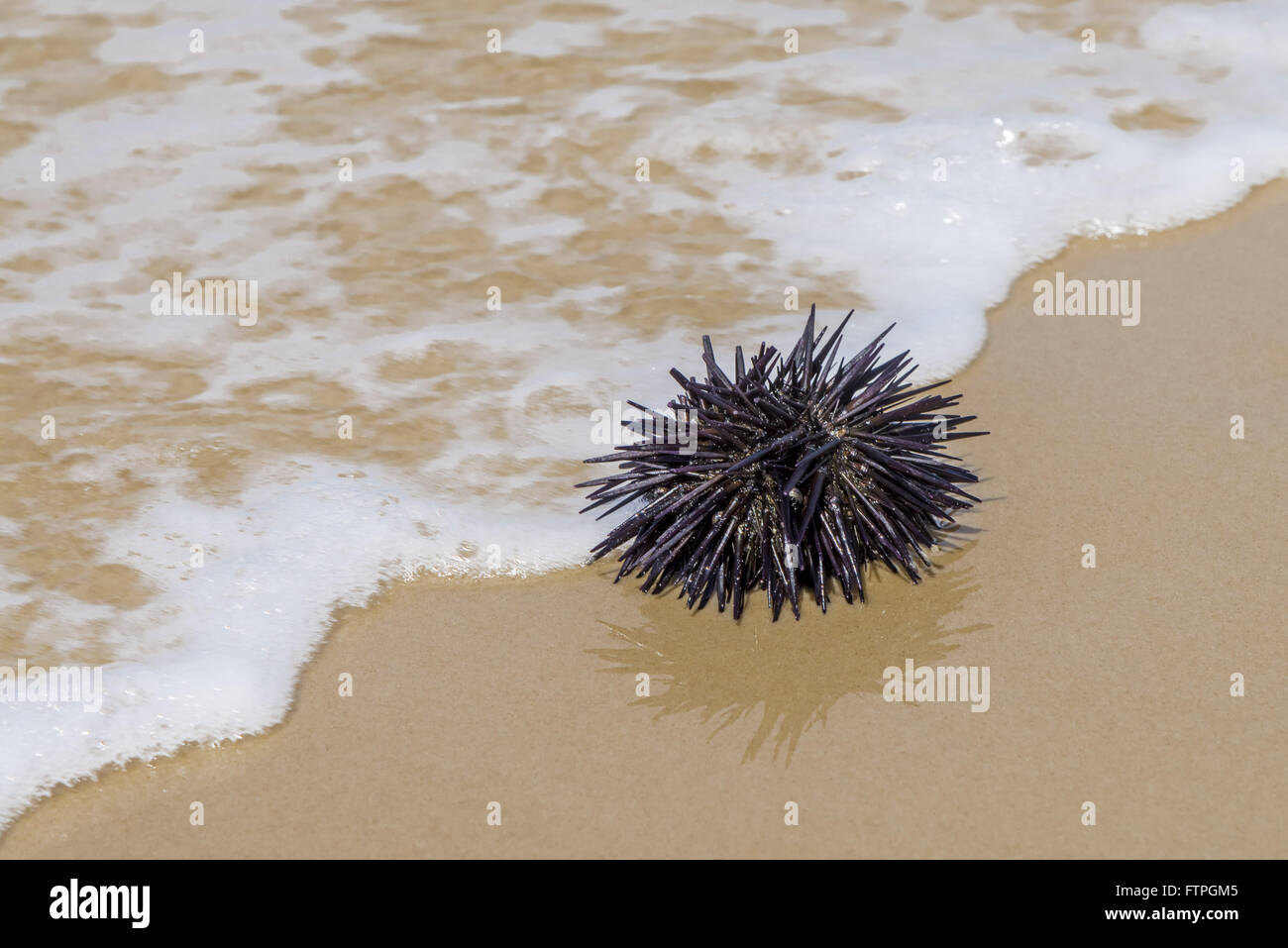 Burr-fish in Mozambique Beach in the Red River State Park Stock Photo