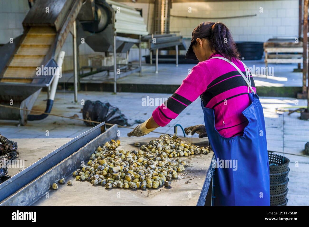 Processing cockles in marine oyster farm cultivation and seafood Stock Photo