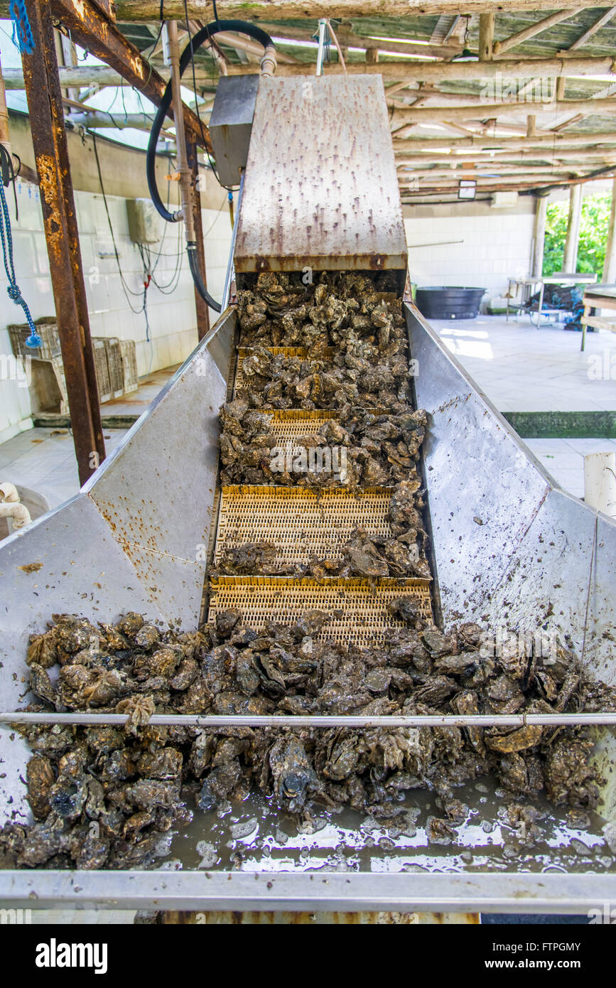 Processing of oysters in marine farm shed Stock Photo