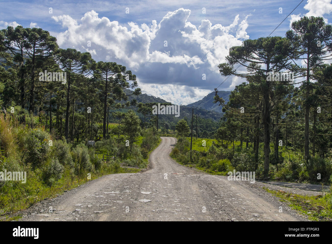 SC-439 with the Araucaria forest in Santa Catarina mountains Stock Photo