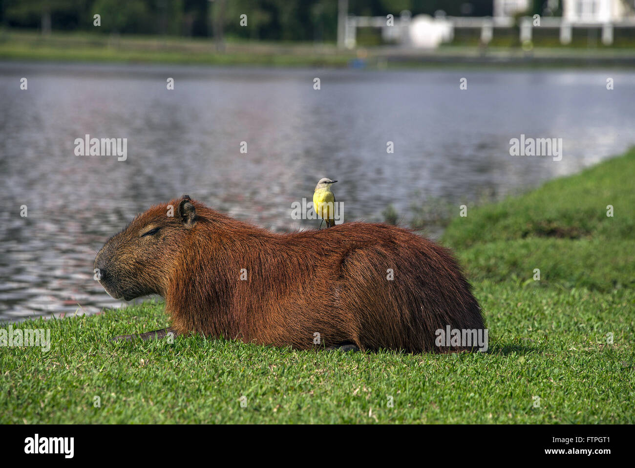 Suiriri-rider on capybara on the banks of the lake Barigui Park - opened in 1972 Stock Photo