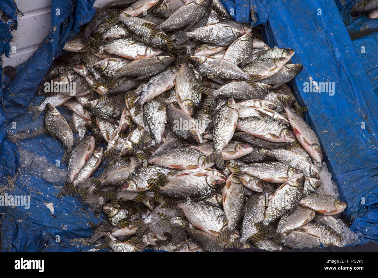 Market Amazonian fish outdoors - around the Municipal Market Stock Photo