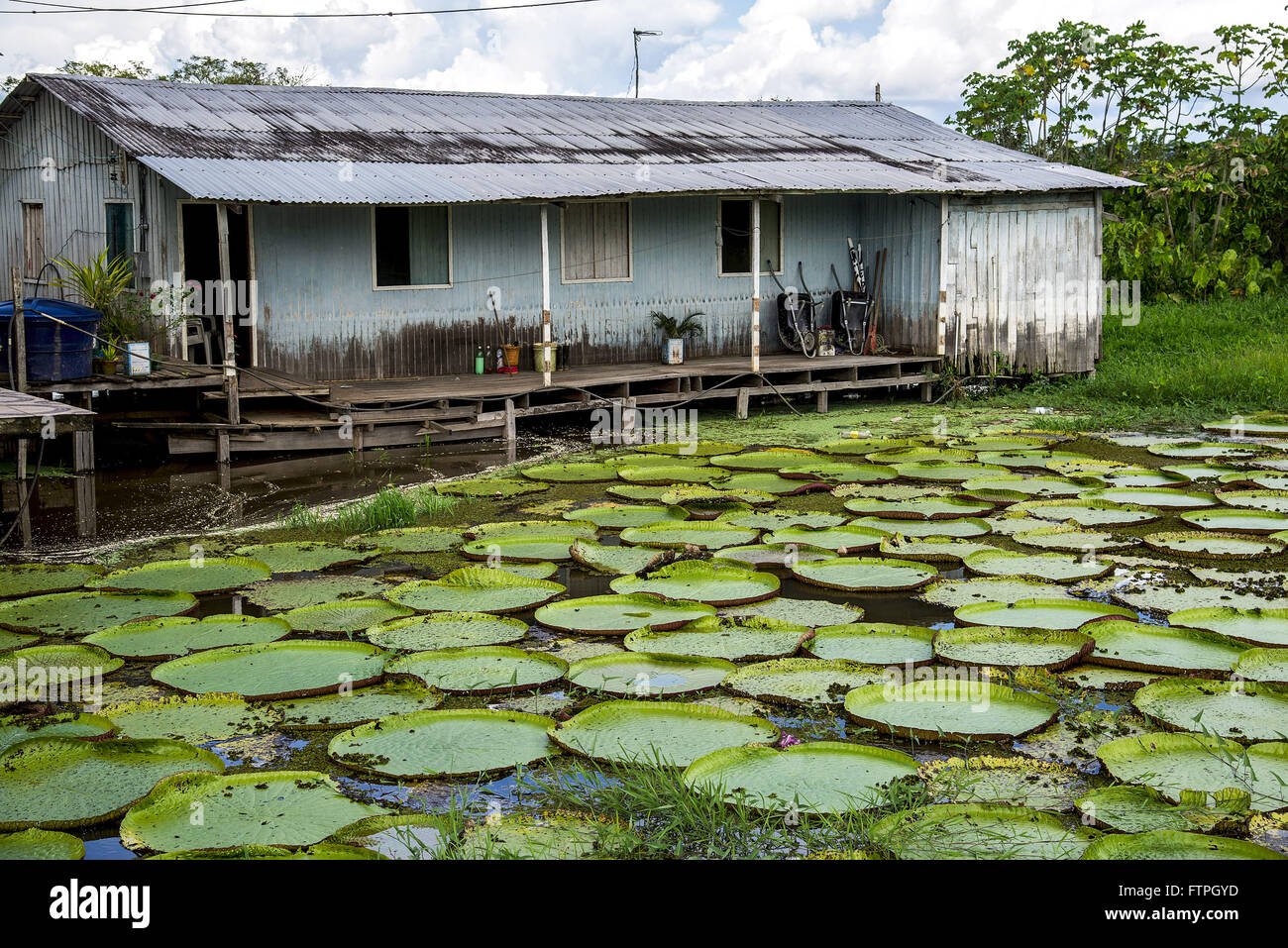 Stilt house in the middle of the Rio Solimoes in full season of full of water lilies Stock Photo