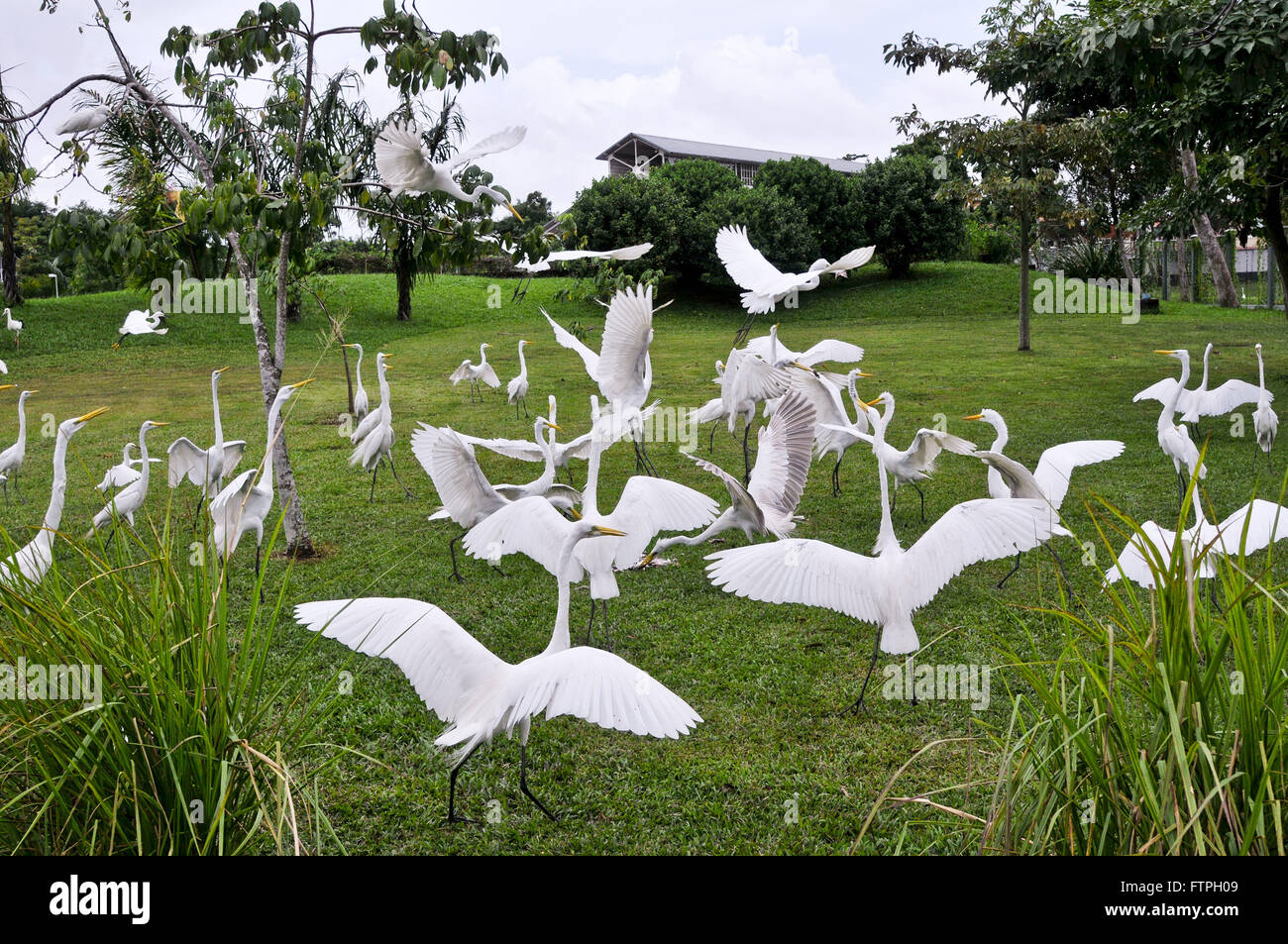 Large white herons feeding in Mangal Naturalistico Park Garcas Stock Photo