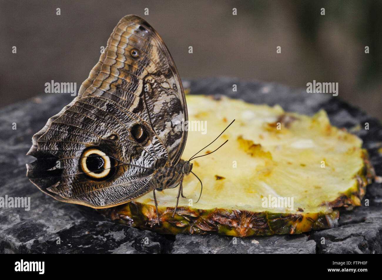 Owl-eye butterfly in the butterfly garden Mangal Naturalistico Park Garcas Stock Photo