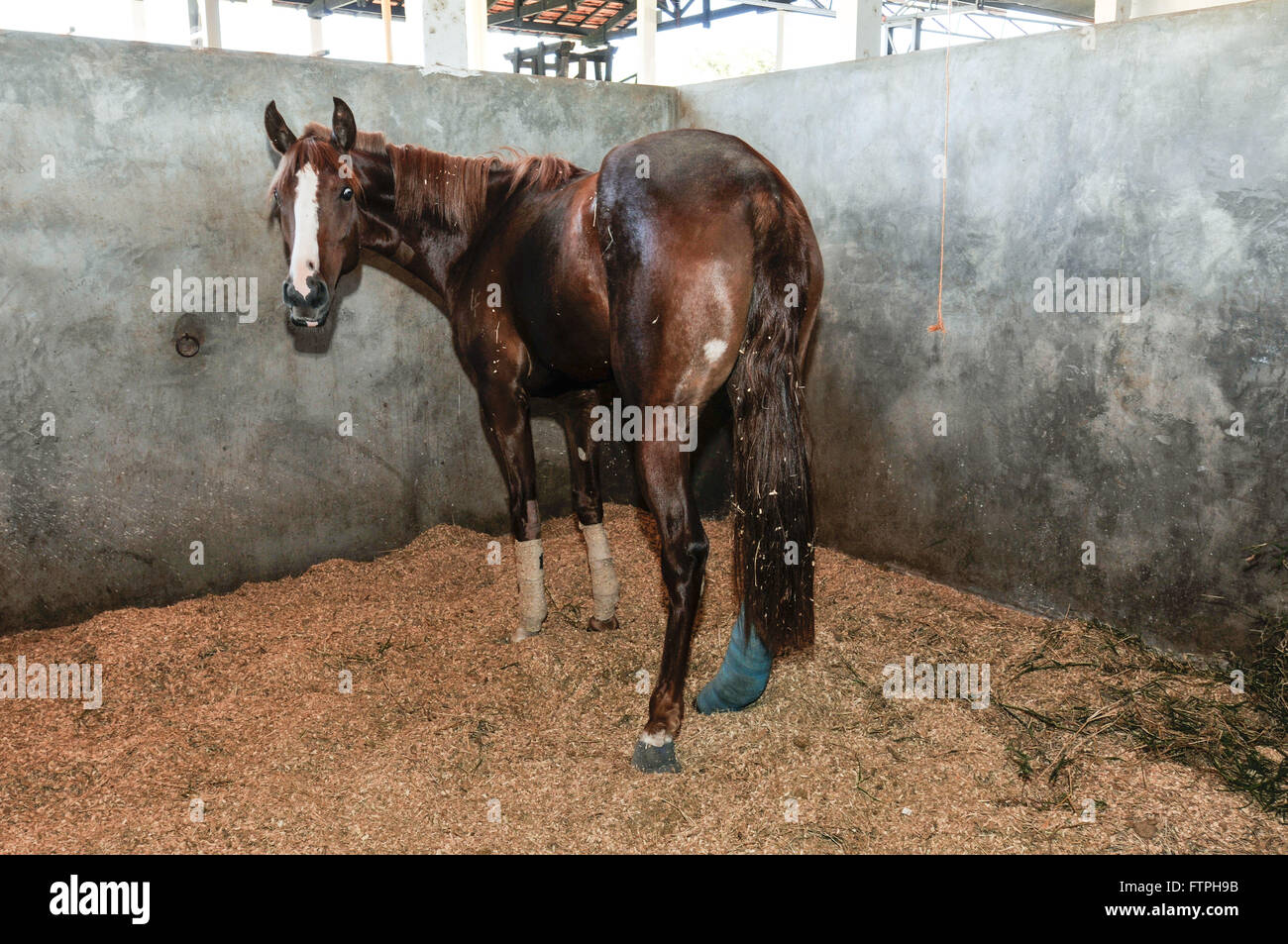 Horse in treatment in the shed for small and large animals Veterinary Hospital Stock Photo