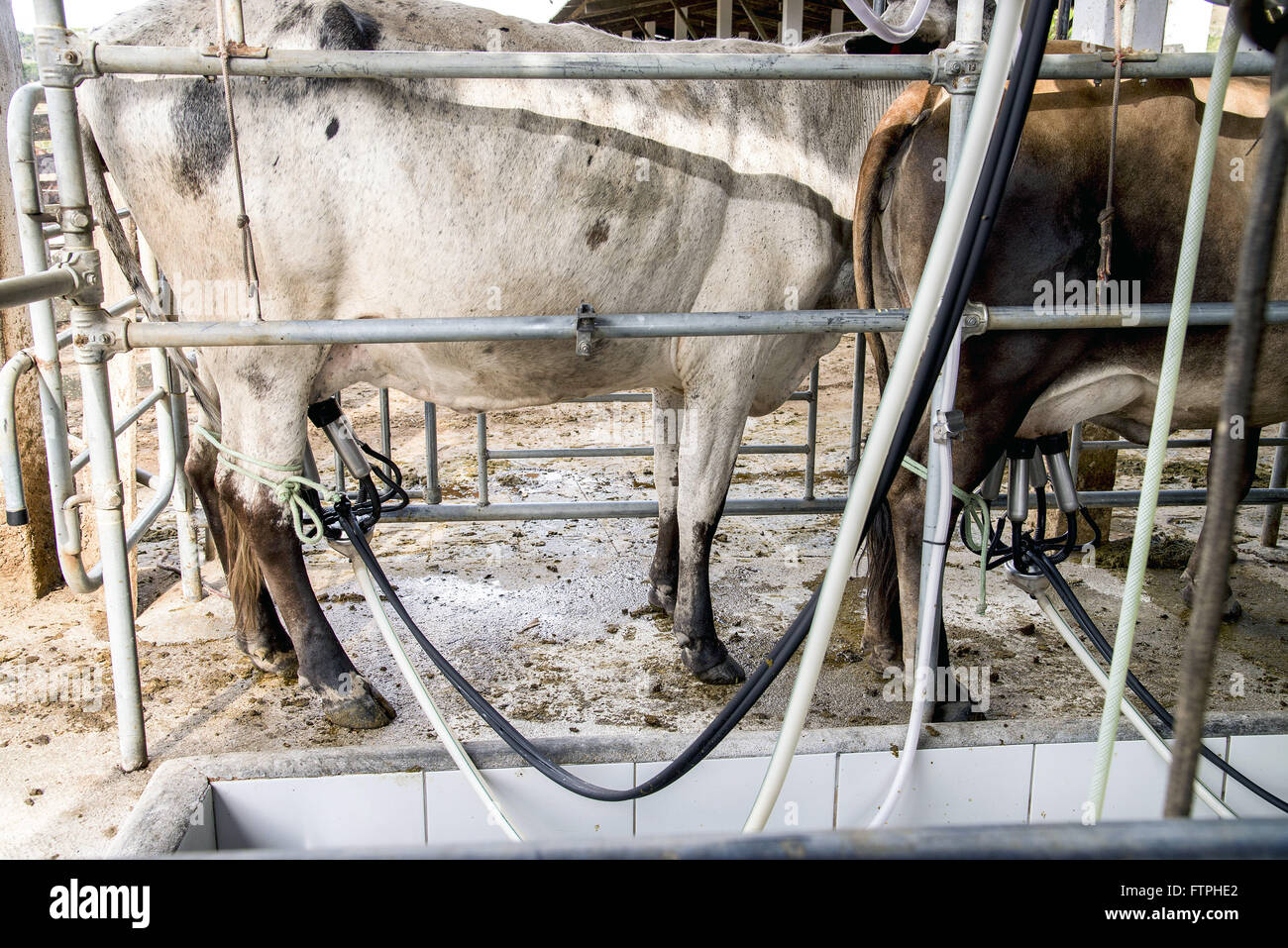 Dairy cattle breeding in Fazenda Boa Fortuna - Alagoas hinterland Stock Photo