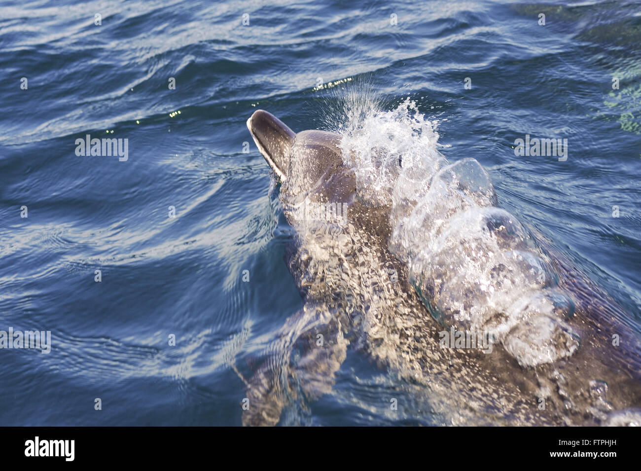 Atlantic Spotted Dolphin in the Atlantic Guanabara Bay - Stenella frontalis Stock Photo