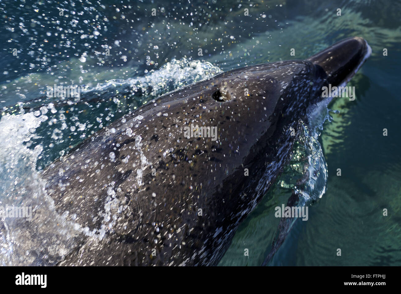 Atlantic Spotted Dolphin in the Atlantic Guanabara Bay - Stenella frontalis Stock Photo