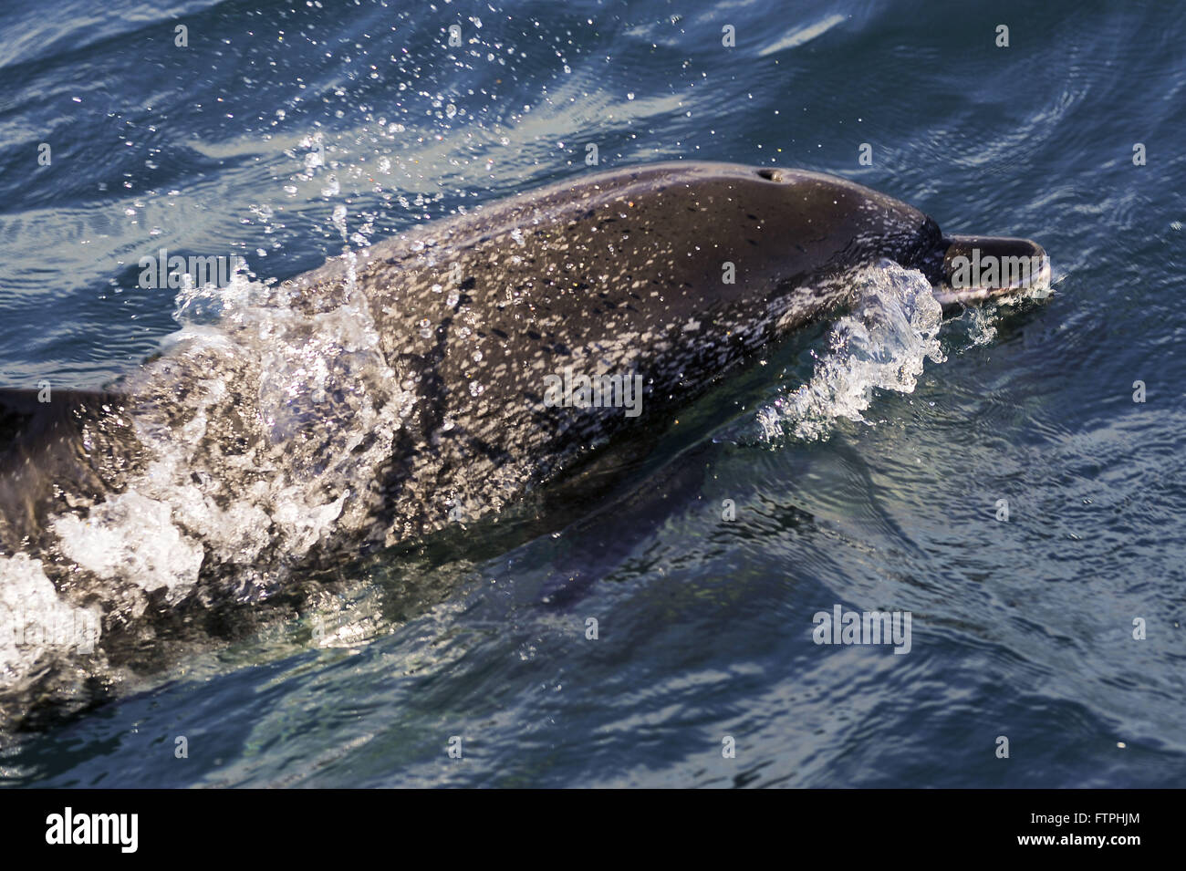 Atlantic Spotted Dolphin in the Atlantic Guanabara Bay - Stenella frontalis Stock Photo