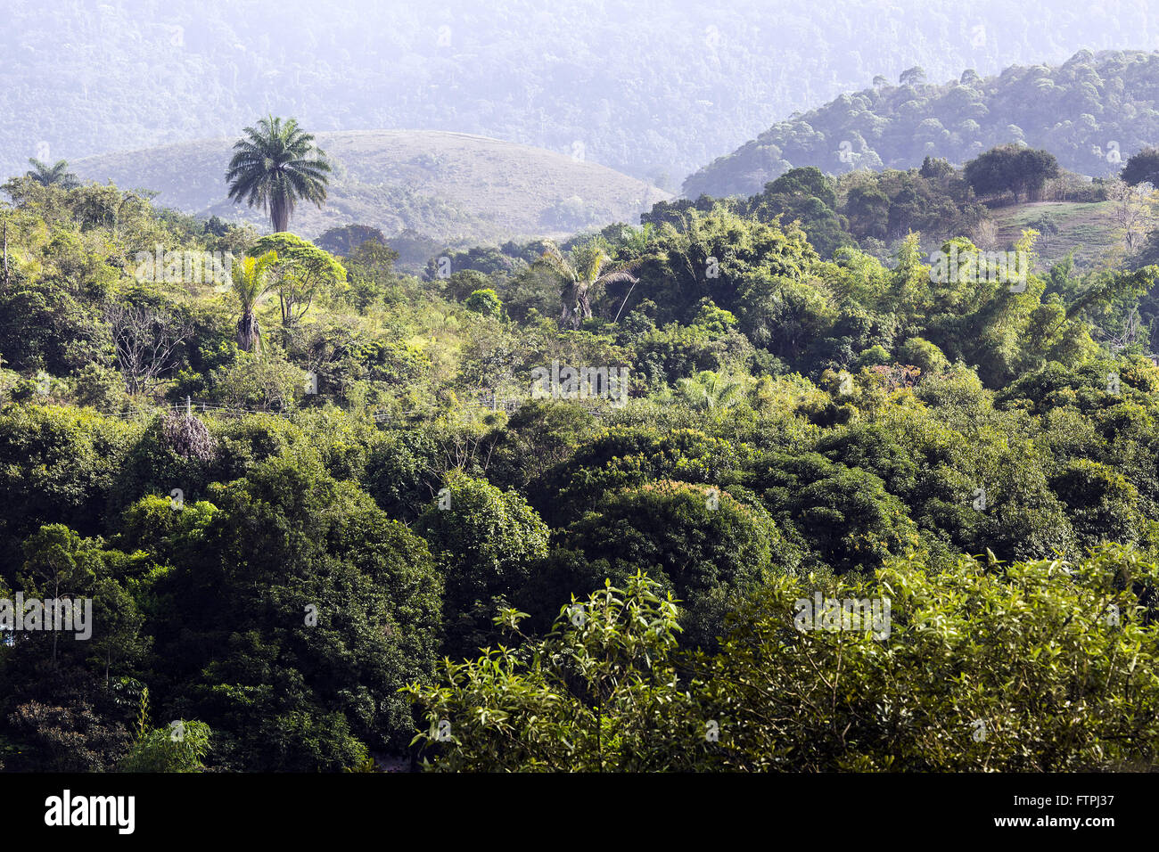 View of rainforest from the Cemetery of Our Lady of the Rosary - Cava de Vila Stock Photo