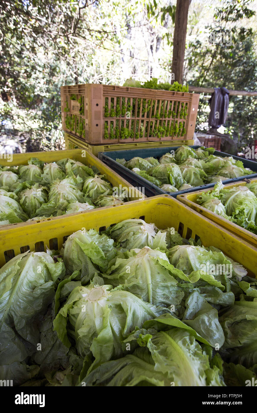 Ready to transport lettuce in Sitio Sao Joao Old Farm Bonfim - Correas Stock Photo