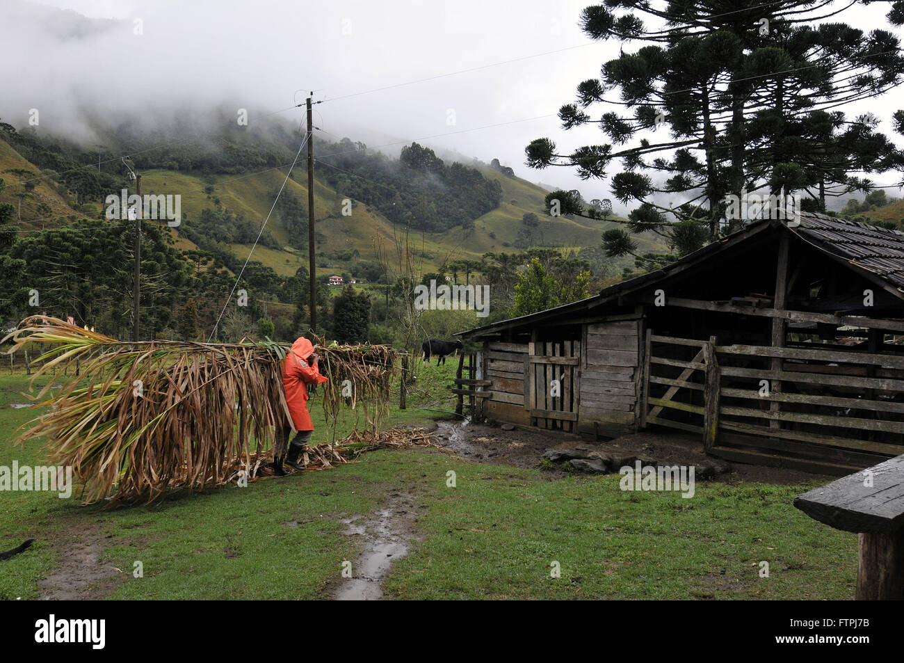 Livestock building brazil hi-res stock photography and images - Alamy