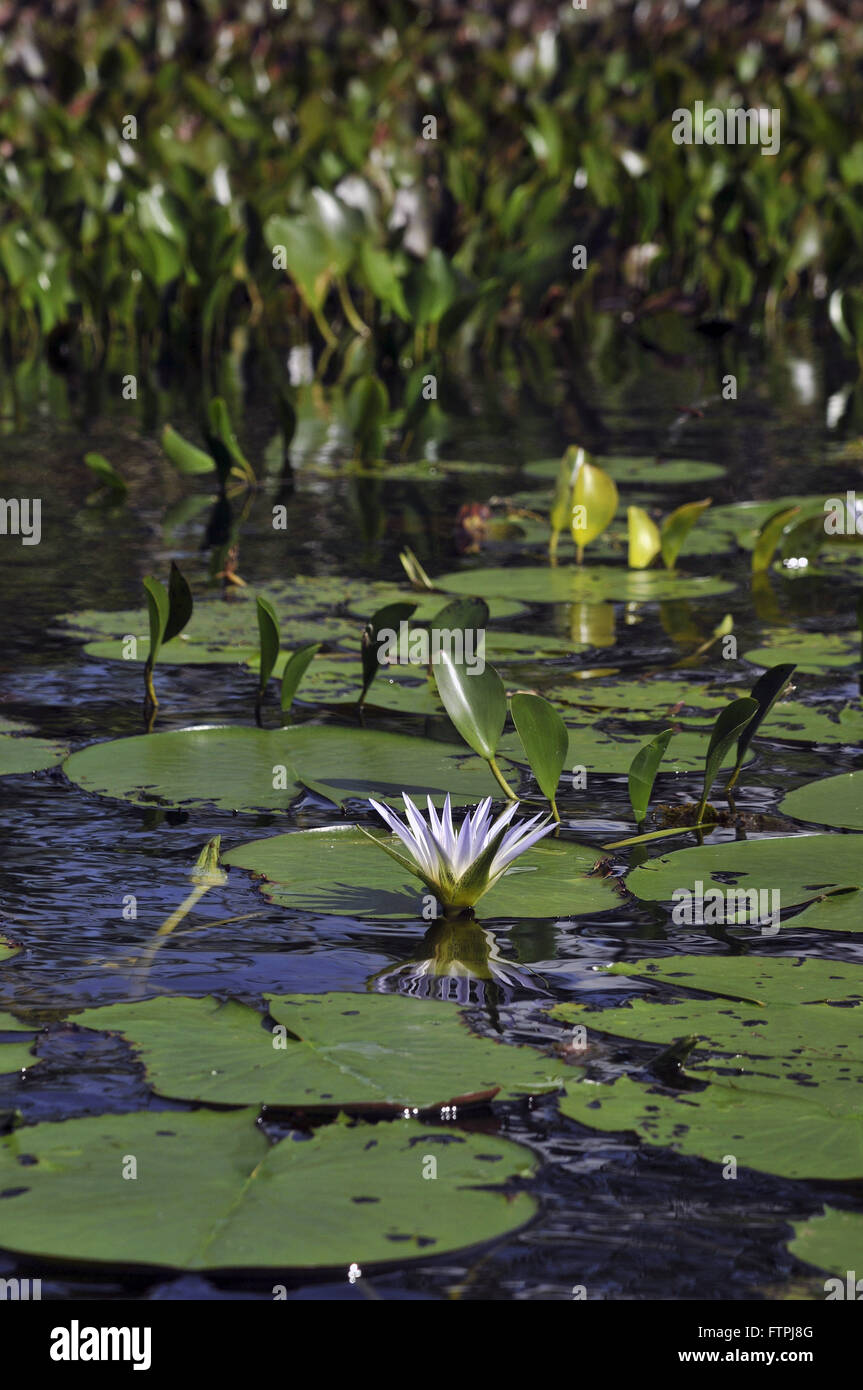 Water lily in pond Sun Helvecio the Rio Doce State Park Stock Photo