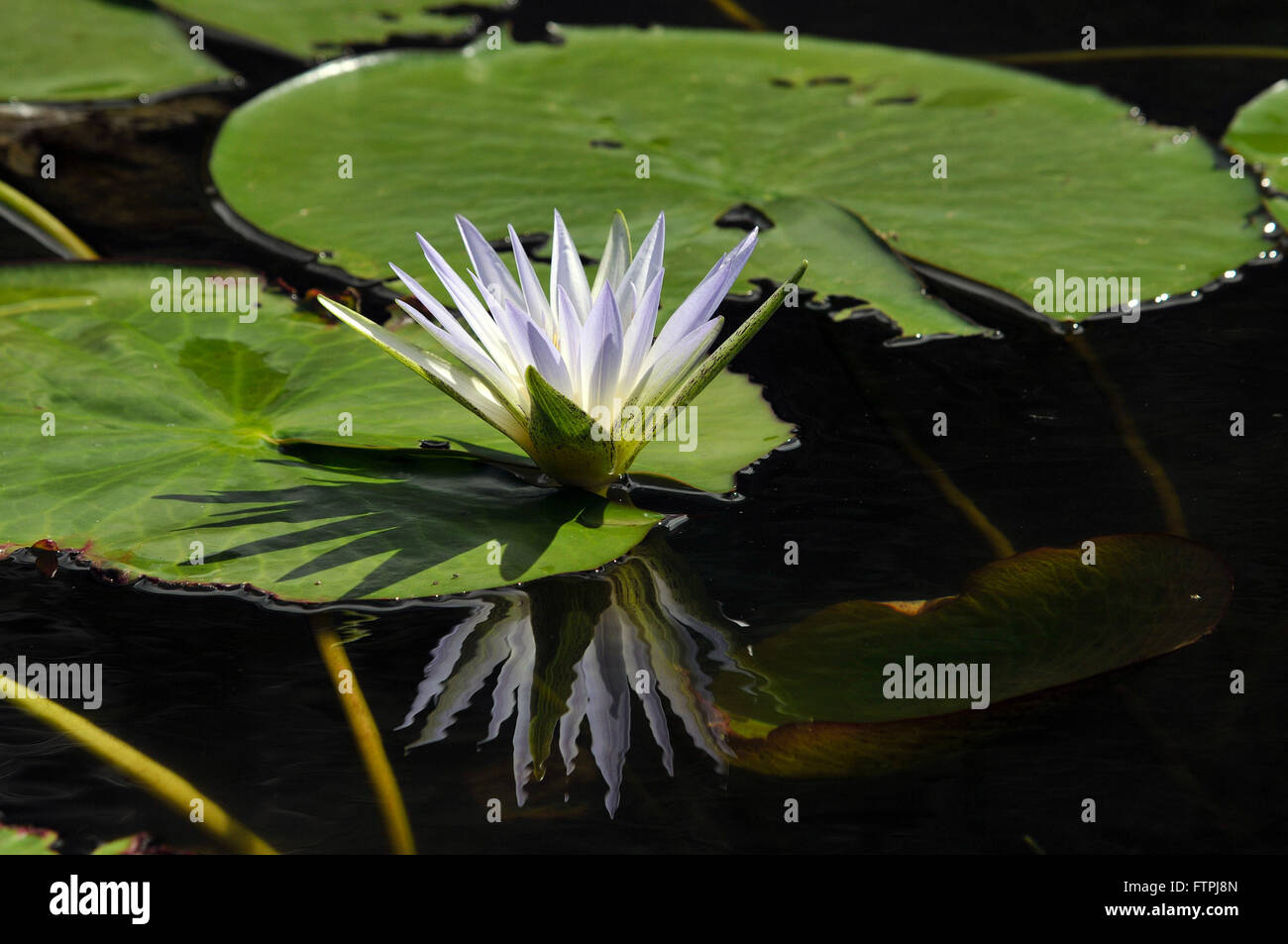 Water lily in pond Sun Helvecio the Rio Doce State Park Stock Photo