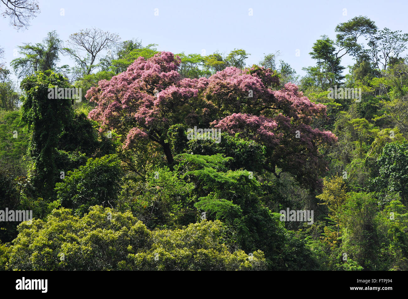 Sapucaia florida in the Rio Doce State Park Stock Photo