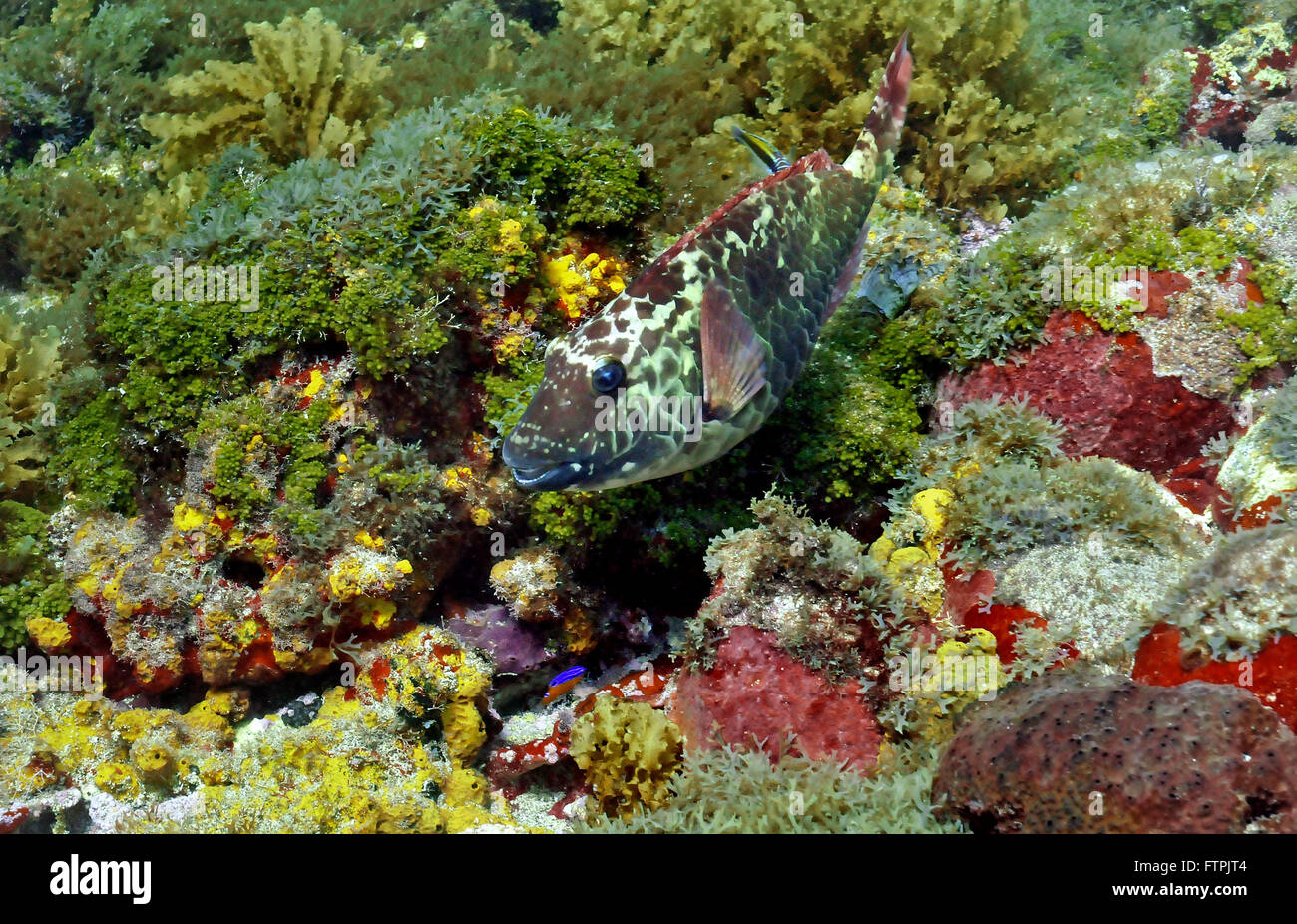 Underwater pictures on the Brazilian coast - parrotfish - Sparisoma amplum Stock Photo