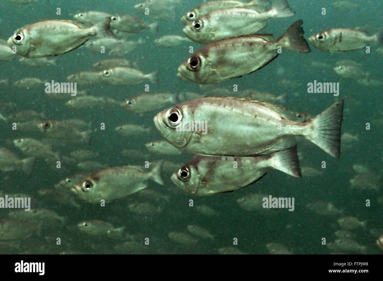 Underwater pictures on the Brazilian coast - Eye of Cao - Heteropriacanthus cruentatus Stock Photo