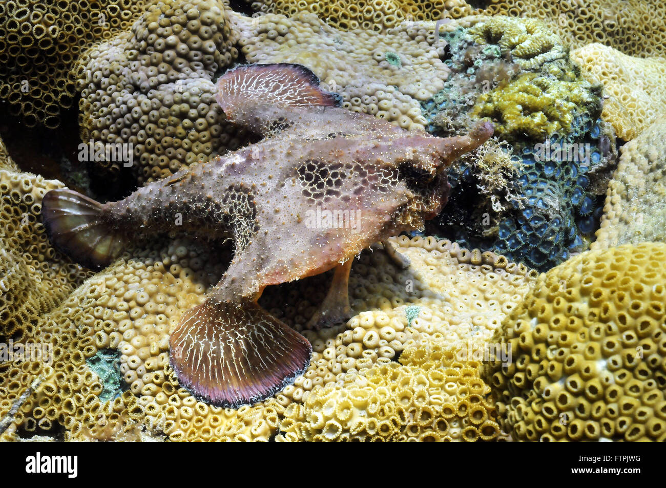 Underwater pictures on the Brazilian coast - fish-bat - Ogcocephalus vespertilio Stock Photo
